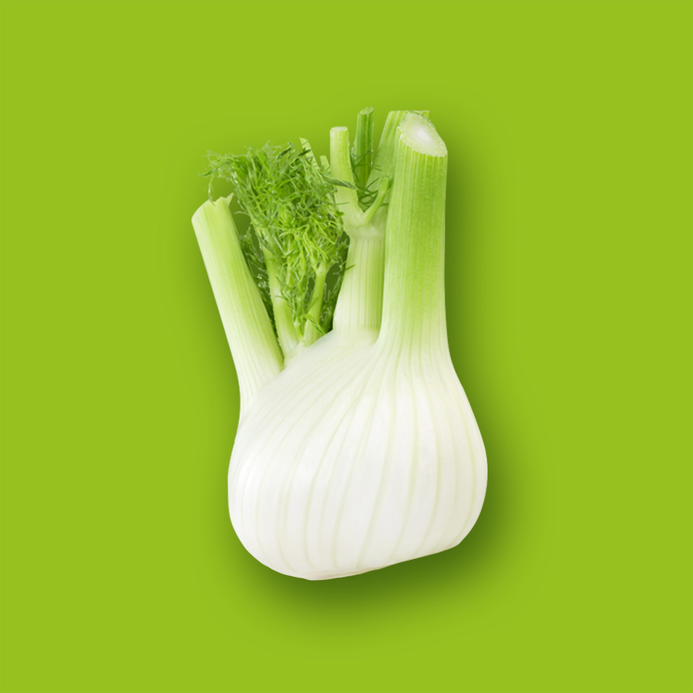 Fennel