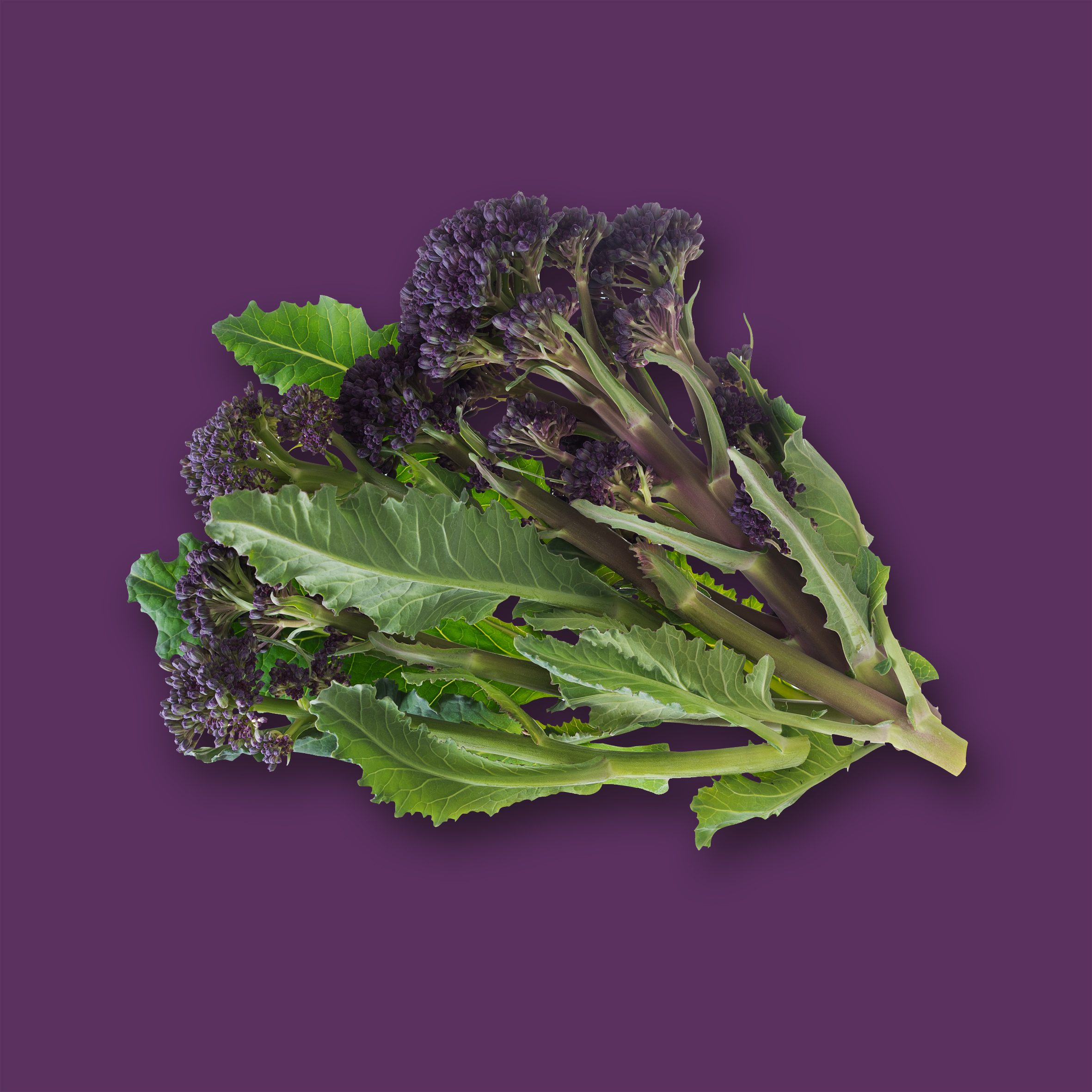 Purple Sprouting Broccoli